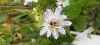 Pasiflora foetida